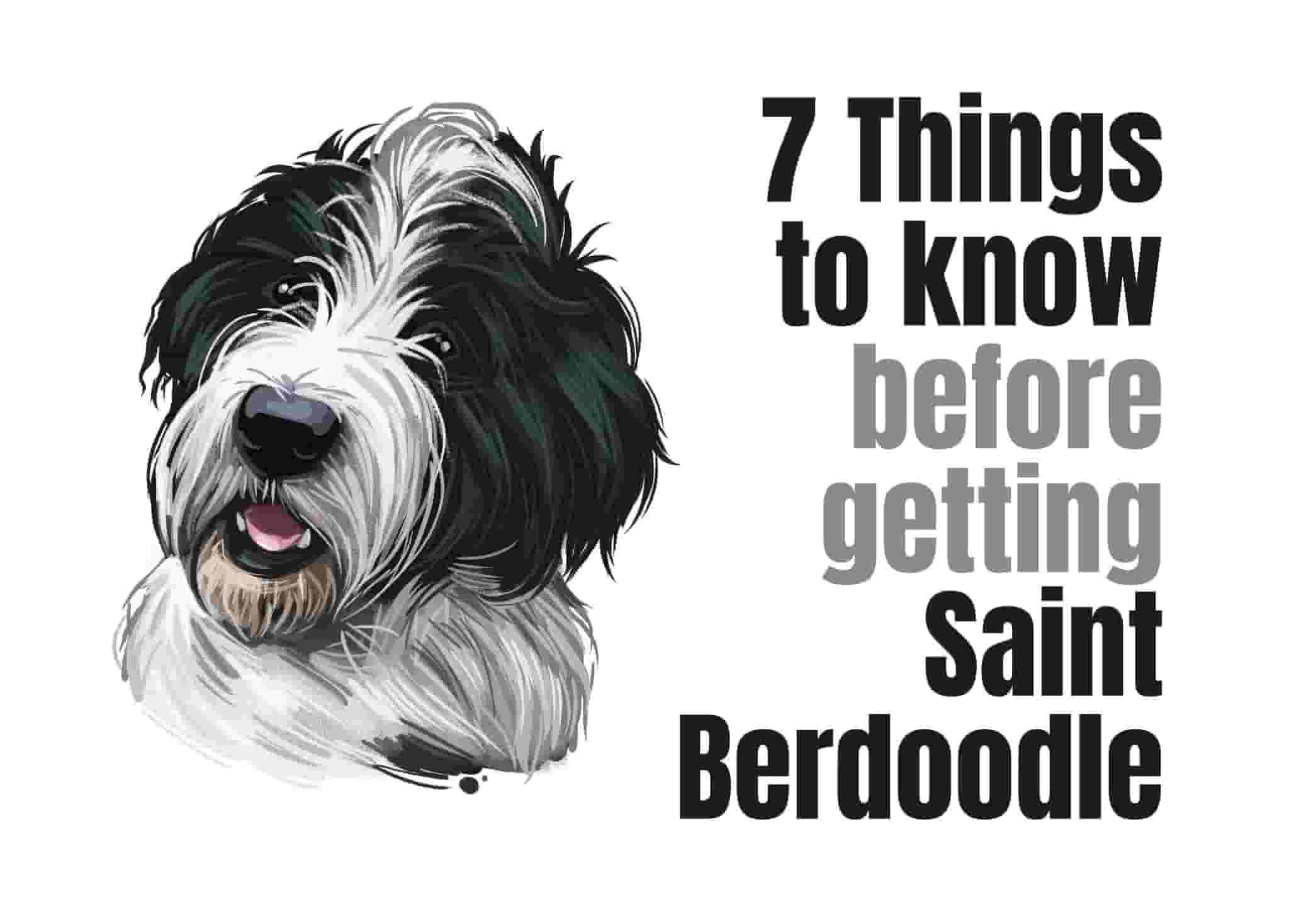 7 Things to Know Before Getting a Saint Berdoodle