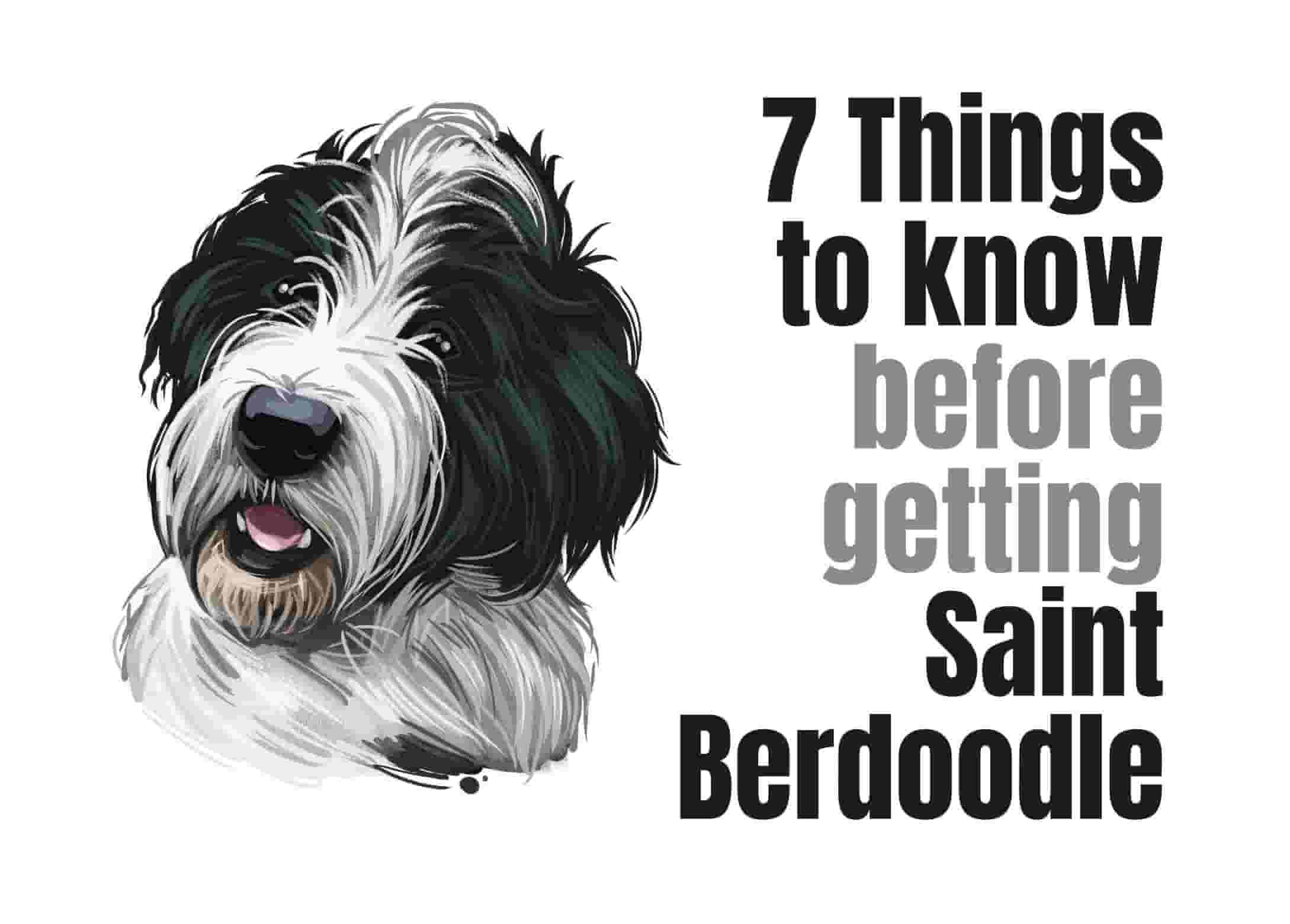 7 Things to Know Before Getting a Saint Berdoodle