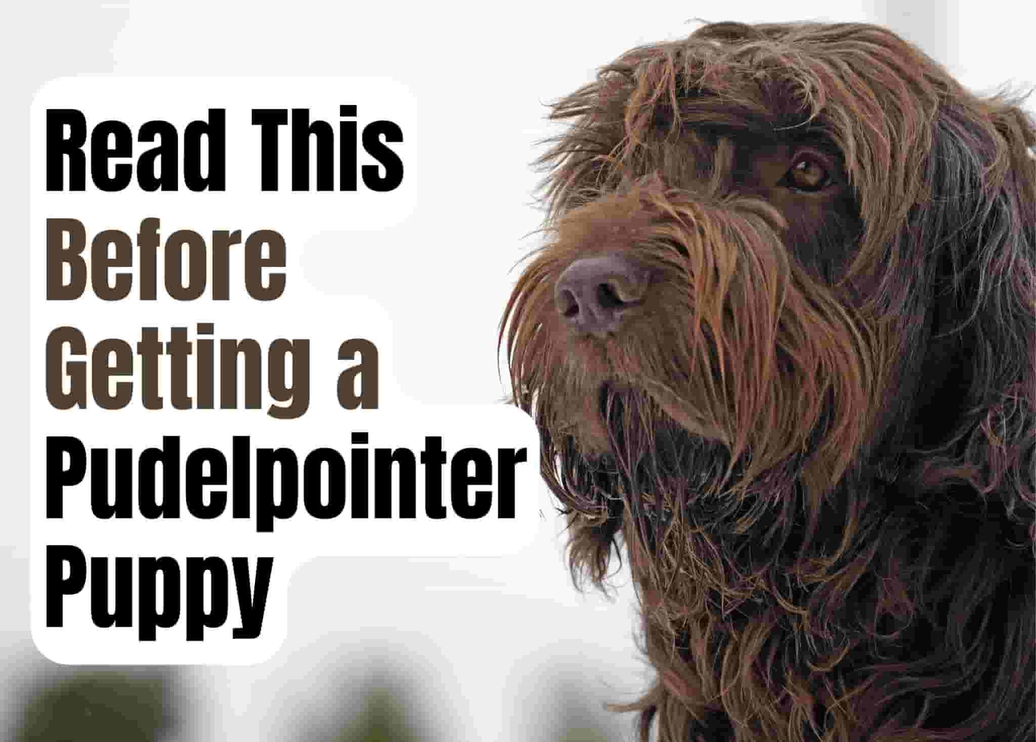 7 things to know before getting a Pudelpointer