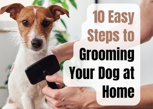 How to Groom Your Dog at Home in 10 Simple Steps
