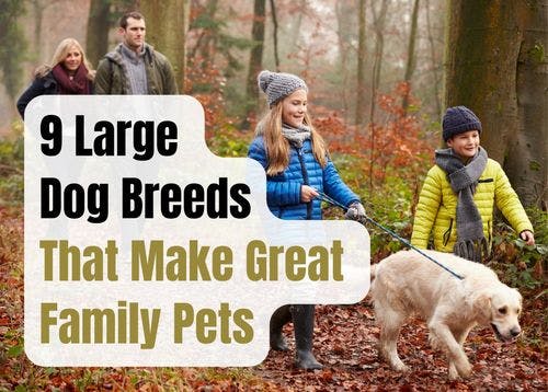 Large Dog Breeds Ideal for Families