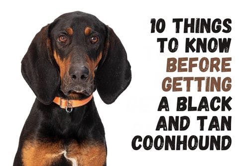 Essential Tips for Owning a Black and Tan Coonhound