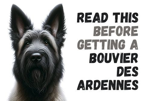 What You Should Learn Before Adopting a Bouvier Des Ardennes Dog