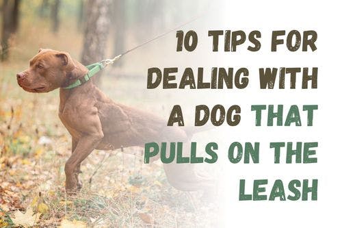 How to Handle a Dog That Pulls on the Leash: 10 Useful Tips