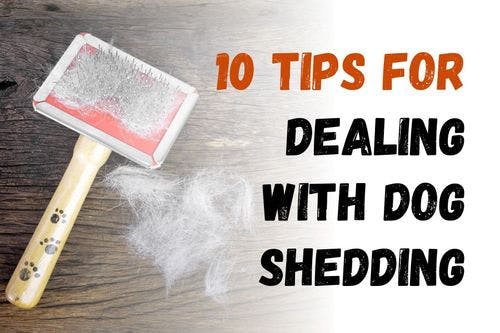 How to Manage Your Dog's Shedding: 10 Useful Tips