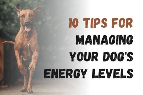 How to Keep Your Dog's Energy in Check: 10 Useful Tips