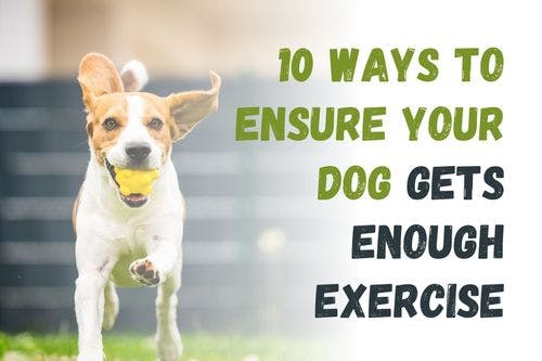 How to Make Sure Your Dog Gets Enough Exercise