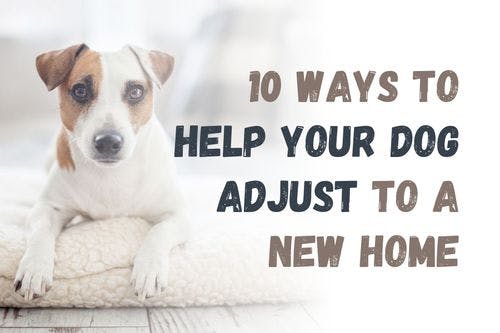 How to Help Your Dog Get Comfortable in a New Home