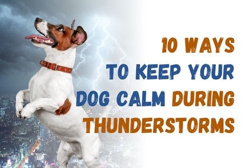 How to Keep Your Dog Calm During Fireworks and Thunderstorms: 10 Effective Tips