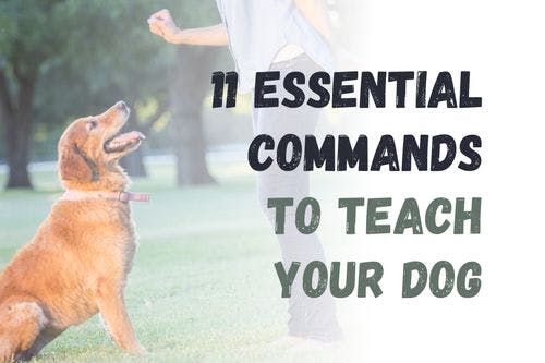 Essential Commands Every Dog Should Learn