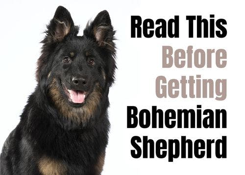 Consider These 11 Factors Before Adopting a Bohemian Shepherd Puppy
