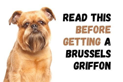 Consider These 11 Factors Before Adopting a Brussels Griffon