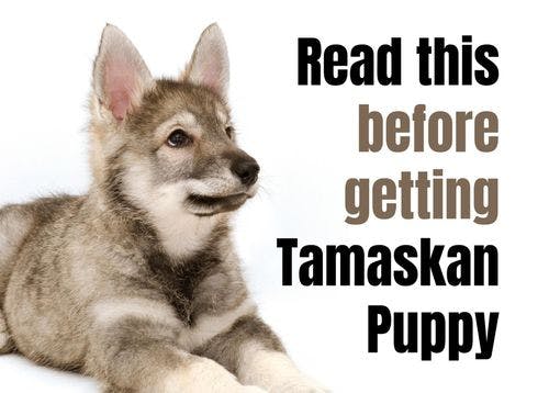 Consider These 11 Factors Before Purchasing a Tamaskan Puppy