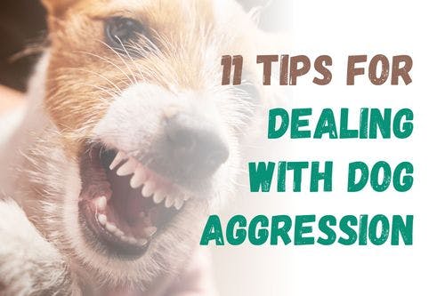 How to Handle an Aggressive Dog: 11 Useful Tips