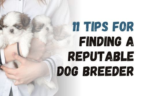 How to Find a Trustworthy Dog Breeder: 11 Essential Tips