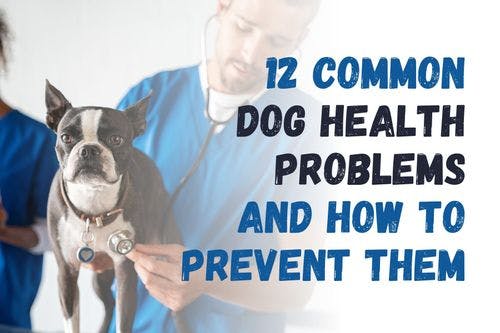 How to Prevent the 12 Most Common Health Issues in Dogs