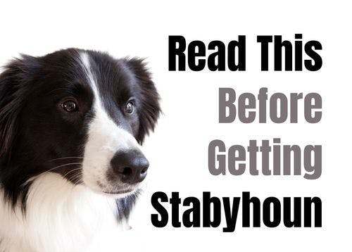 Consider These 12 Factors Before Purchasing a Stabyhoun Puppy
