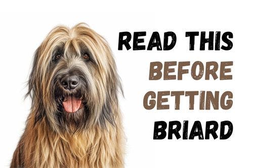 What You Should Know Before Getting a Briard Dog