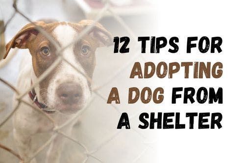 How to Successfully Adopt a Rescue Dog: 12 Essential Tips