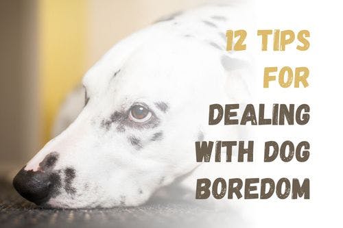 How to Keep Your Dog Entertained and Avoid Boredom
