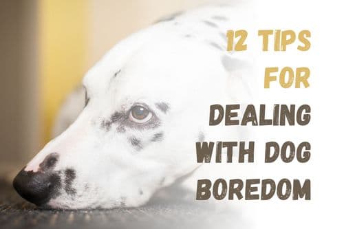 How to Keep Your Dog Entertained and Avoid Boredom