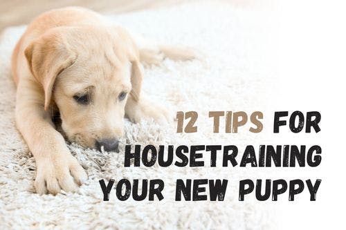 How to House Train Your New Puppy: 12 Essential Tips