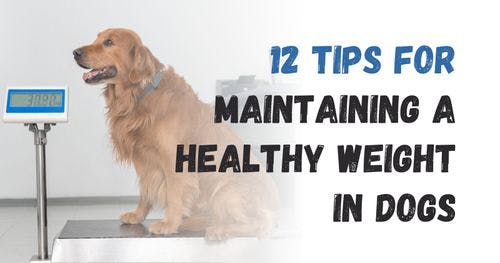 How to Manage Your Dog's Weight and Avoid Obesity: 12 Tips
