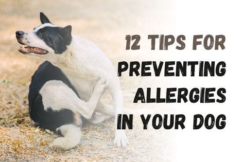 How to Prevent Allergies in Your Dog: 12 Useful Tips