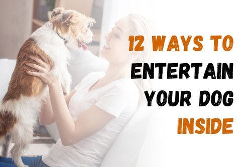 How to Keep Your Dog Busy and Happy Inside Your Home