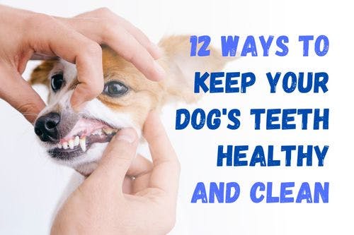 How to Maintain Your Dog's Dental Health: 12 Tips for Clean Teeth
