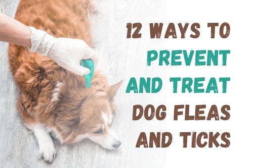 How to Prevent and Treat Fleas and Ticks in Dogs: 12 Effective Strategies