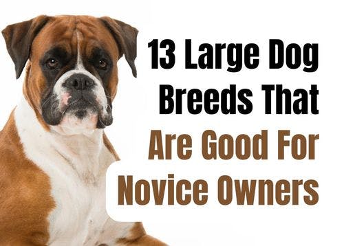 Large Dog Breeds Suitable for First-Time Owners