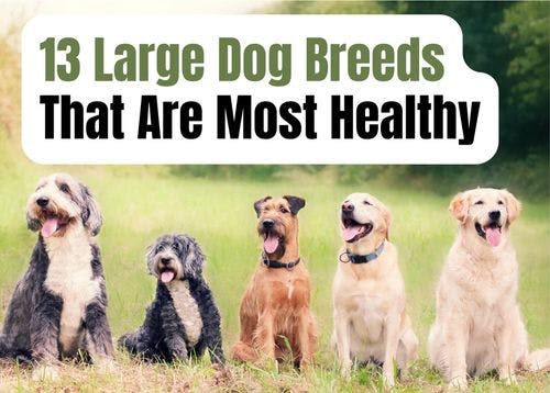 13 Healthiest Large Dog Breeds
