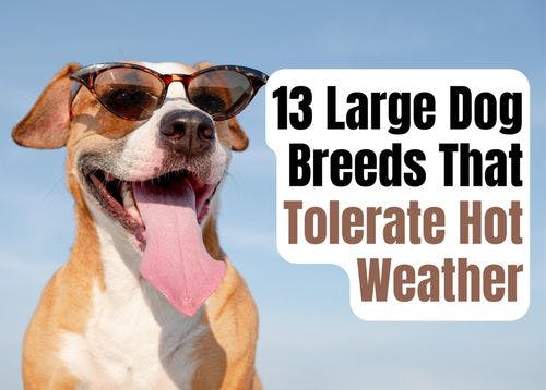 13 Big Dog Breeds Well-Suited for Hot Climates