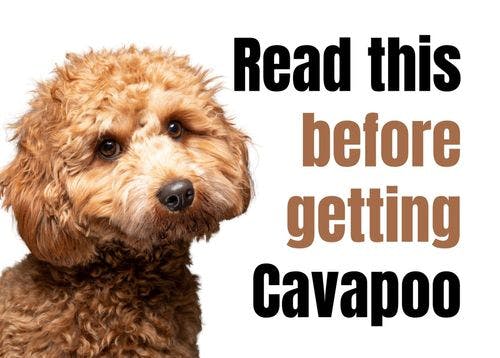 Consider These 13 Factors Before Purchasing a Cavapoo Puppy
