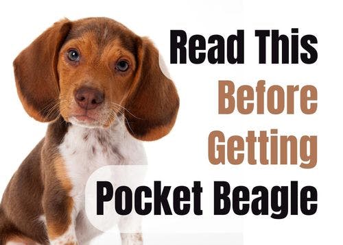 Consider These 13 Factors Before Purchasing a Pocket Beagle Puppy