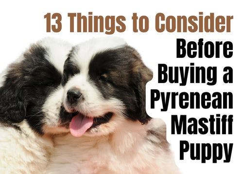 Consider These 13 Factors Before Purchasing a Pyrenean Mastiff Puppy