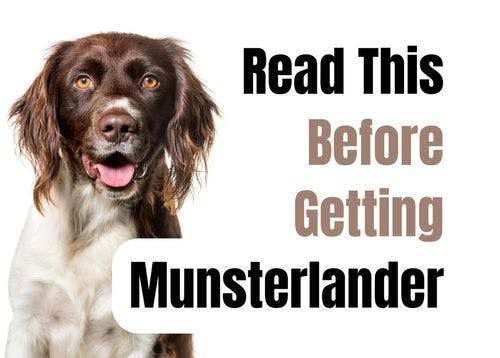 Consider These 13 Factors Before Getting a Munsterlander Puppy