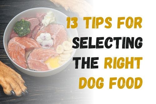 How to Choose the Best Dog Food: 13 Essential Tips
