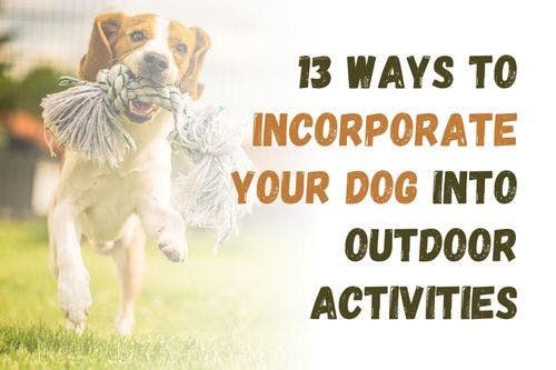 How to Include Your Dog in 13 Outdoor Activities