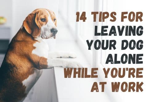 How to Leave Your Dog Alone at Home While You're Working: 14 Helpful Tips