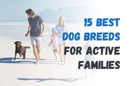 Top 15 Dog Breeds Ideal for Energetic Families
