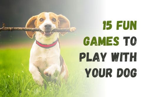 Fun and Engaging Games to Enjoy with Your Dog