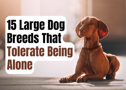 15 Big Dog Breeds That Are Okay With Solitude