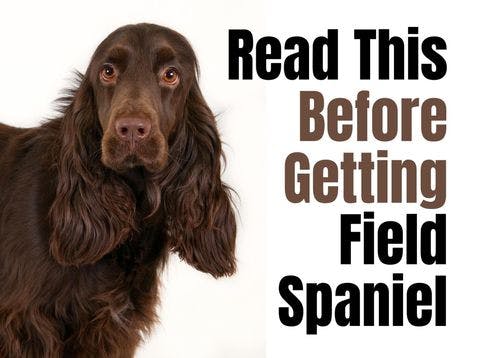 What to Think About Before Getting a Field Spaniel Puppy