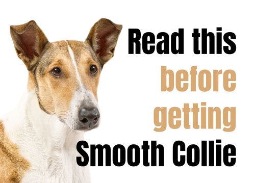 Consider These 15 Factors Before Purchasing a Smooth Collie Puppy