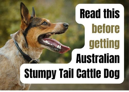 Consider These 15 Factors Before Purchasing an Australian Stumpy Tail Cattle Dog Puppy