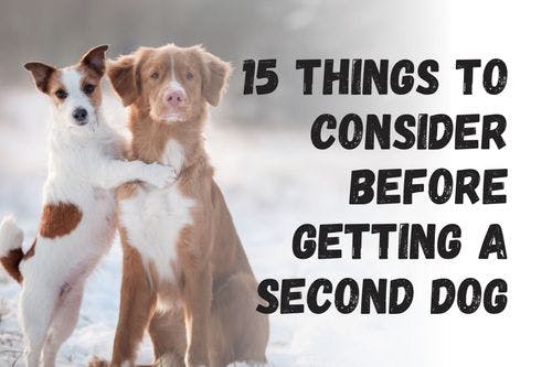 Consider These 15 Factors Before Adding a Second Dog to Your Family