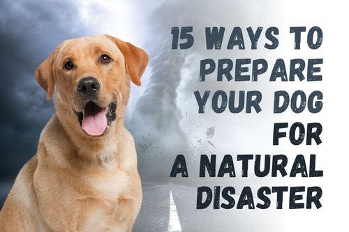 How to Prepare Your Dog for a Natural Disaster: 15 Essential Tips