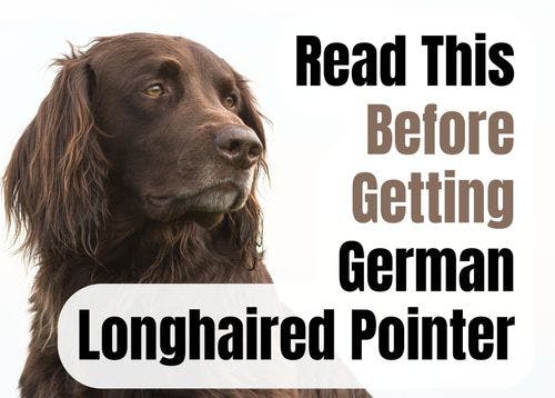 Consider These 16 Factors Before Adopting a German Longhaired Pointer Puppy